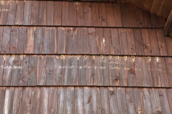 Cost of Woodpecker Hole Filling in Mentor