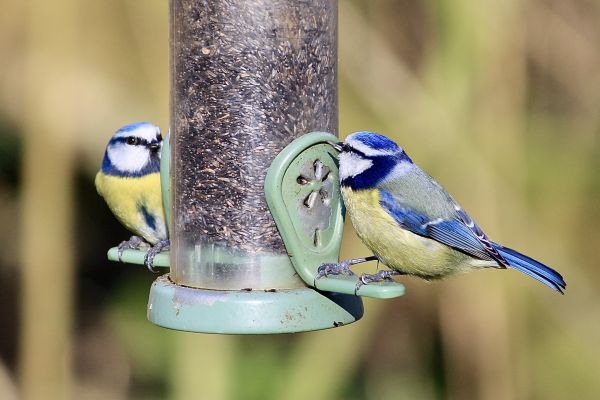Bird Feeder Mounting Service in Mentor